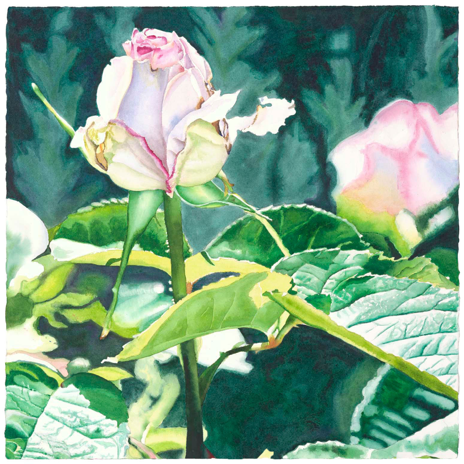 Moonstone Rose