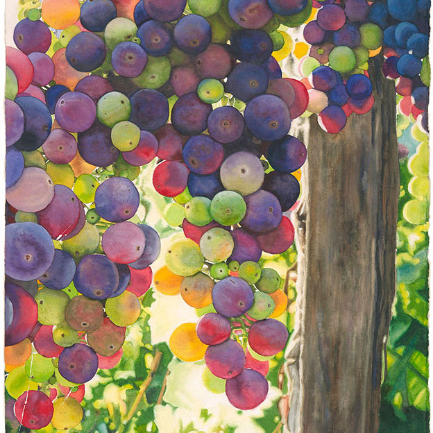 Zin of Many Colors