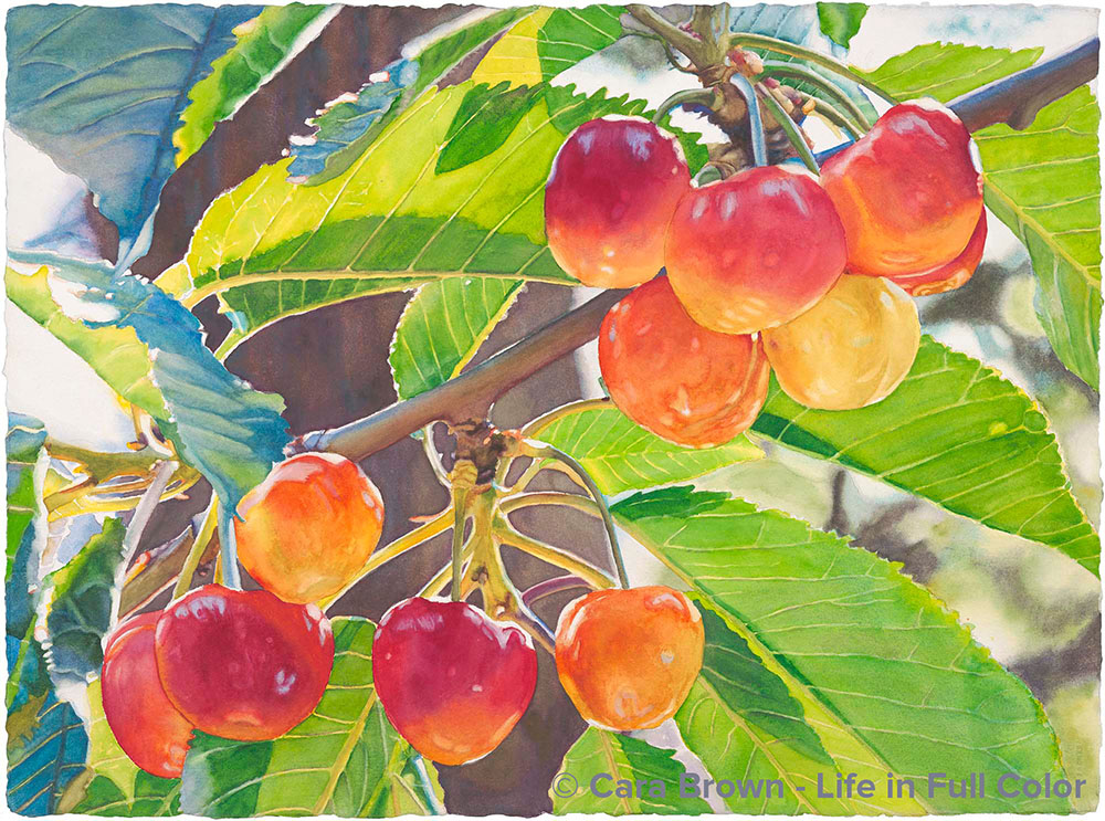 Queen Anne Cherries